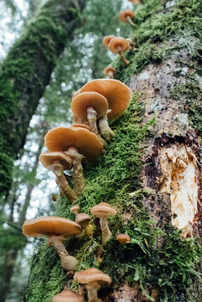 Best Reishi Supplements