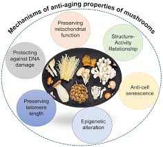 The Modern Wellness Reset_Functional Mushrooms Explained Simply Natural mushroom wellness products arranged in a Jamaica wellness shop setting