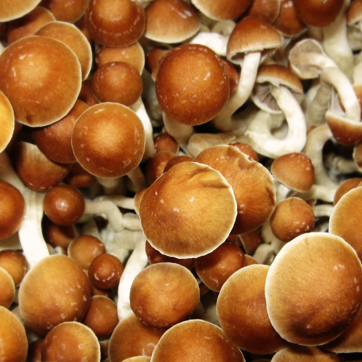 Functional mushrooms displayed with Jamaican herbal elements representing conscious wellness culture