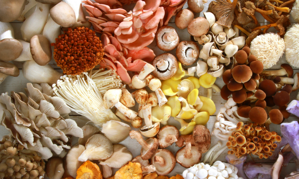 Island-inspired wellness scene in Jamaica featuring functional mushrooms, herbal ingredients, and a natural tropical setting