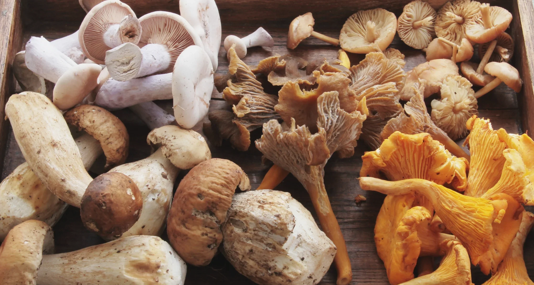 Contemporary wellness setting featuring functional mushrooms representing balance between nature and modern lifestyle