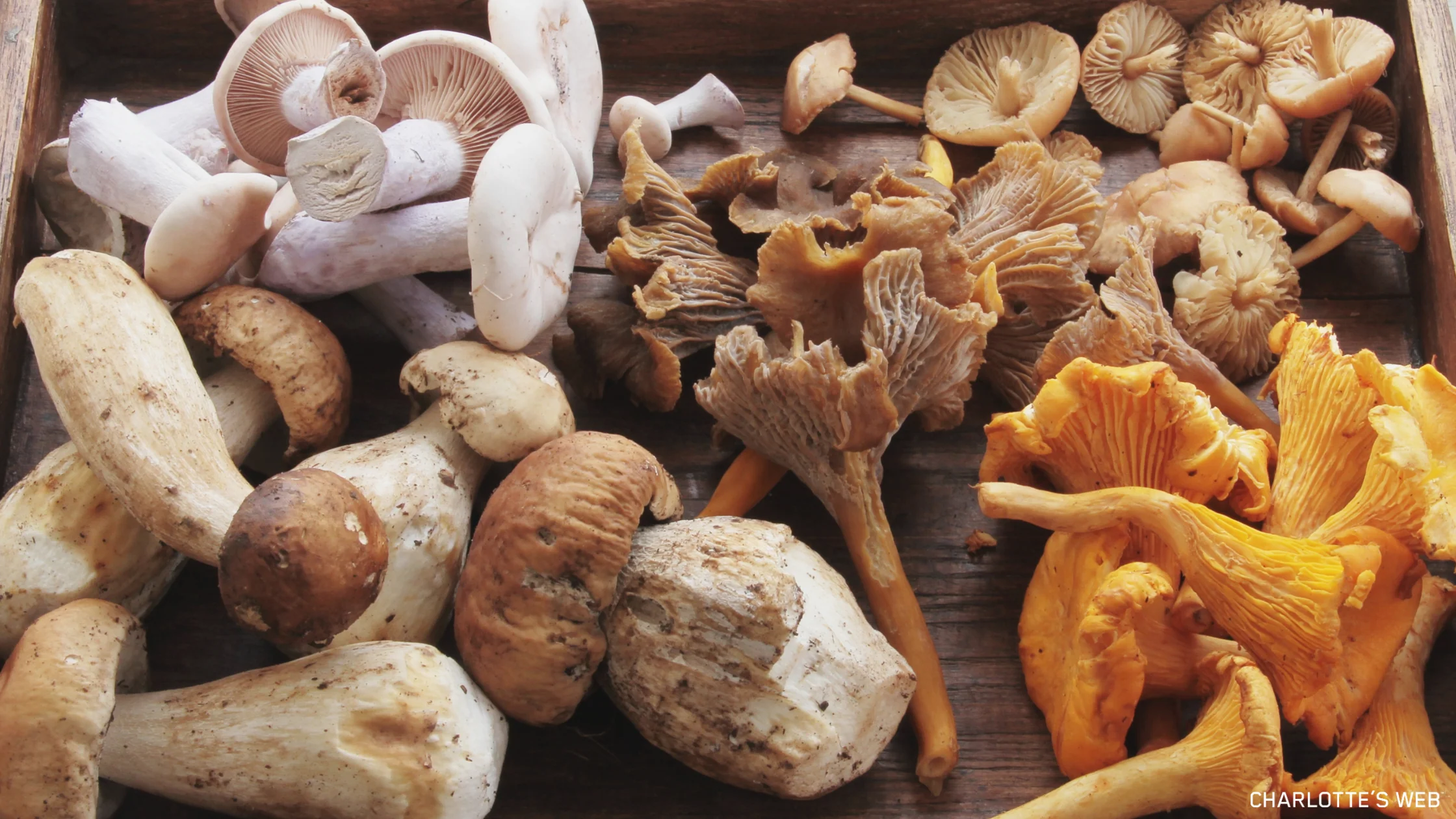 Wellness Learning, Not Trends-The Functional Mushroom Perspective