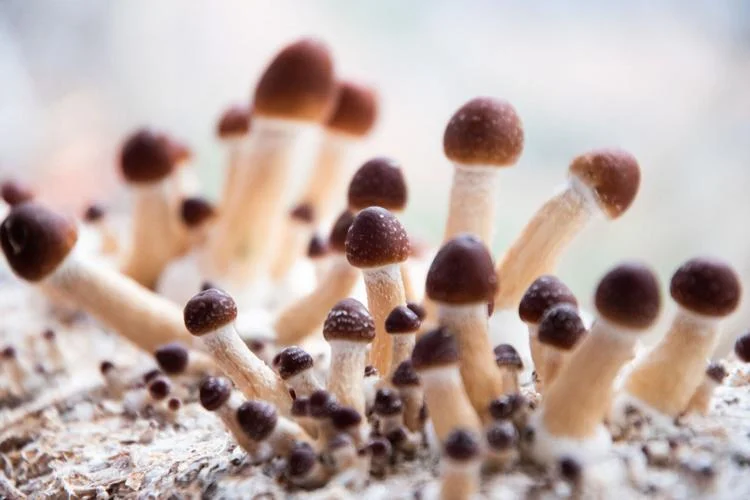 Island-inspired wellness scene featuring mushroom powder, bush tea, and lush Jamaican greenery