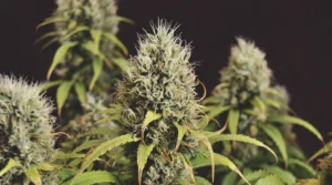 premium cannabis Jamaica 911 strain flower
