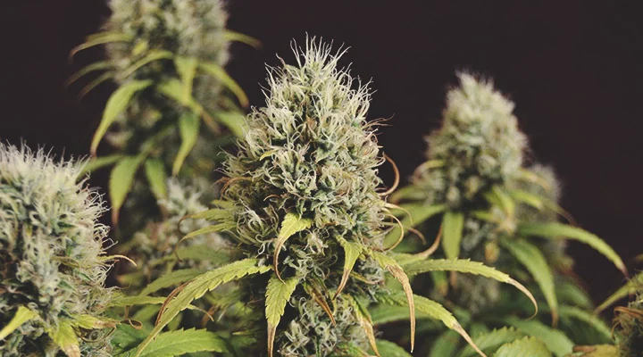 premium cannabis Jamaica 911 strain flower